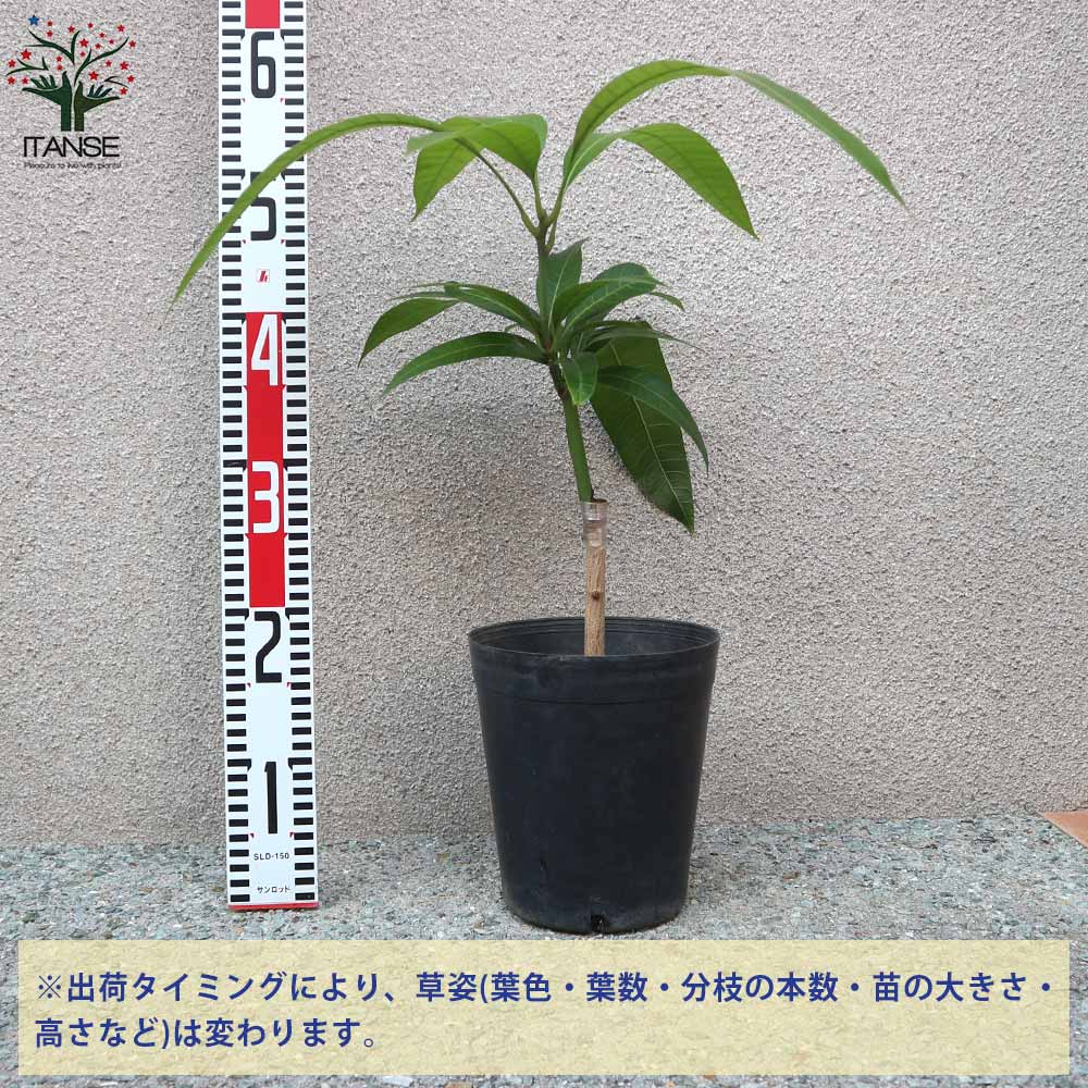マンゴーの苗木 玉文(ぎょくぶん)【果樹の苗木 6号硬質ポット 2年生