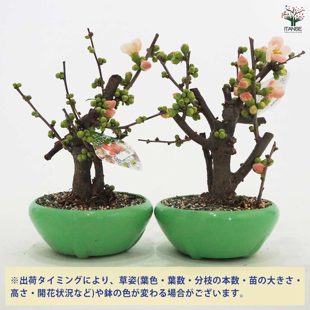 寒ボケ白花　樹高10cm 盆栽 ミニ盆栽 寒ボケ白花 樹高10cm