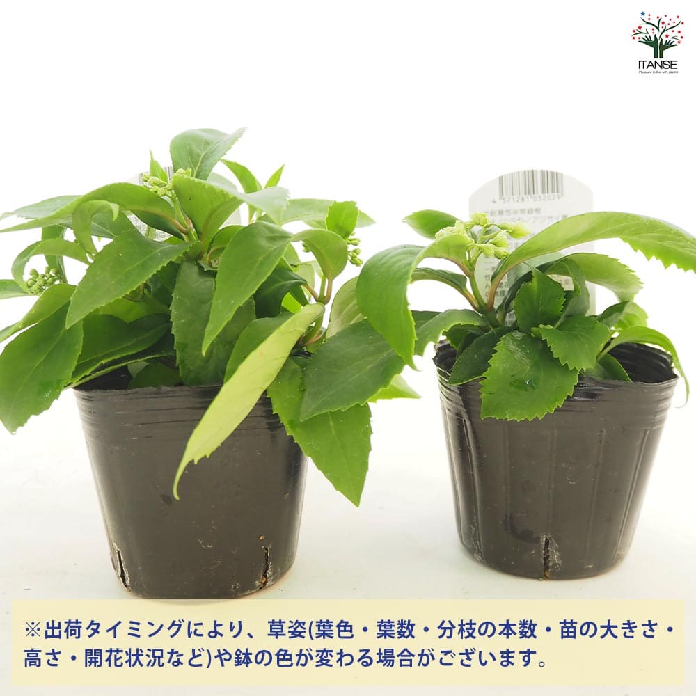 常緑アジサイ 台湾トキワアジサイ 【花木苗 3号】｜ 【植物の