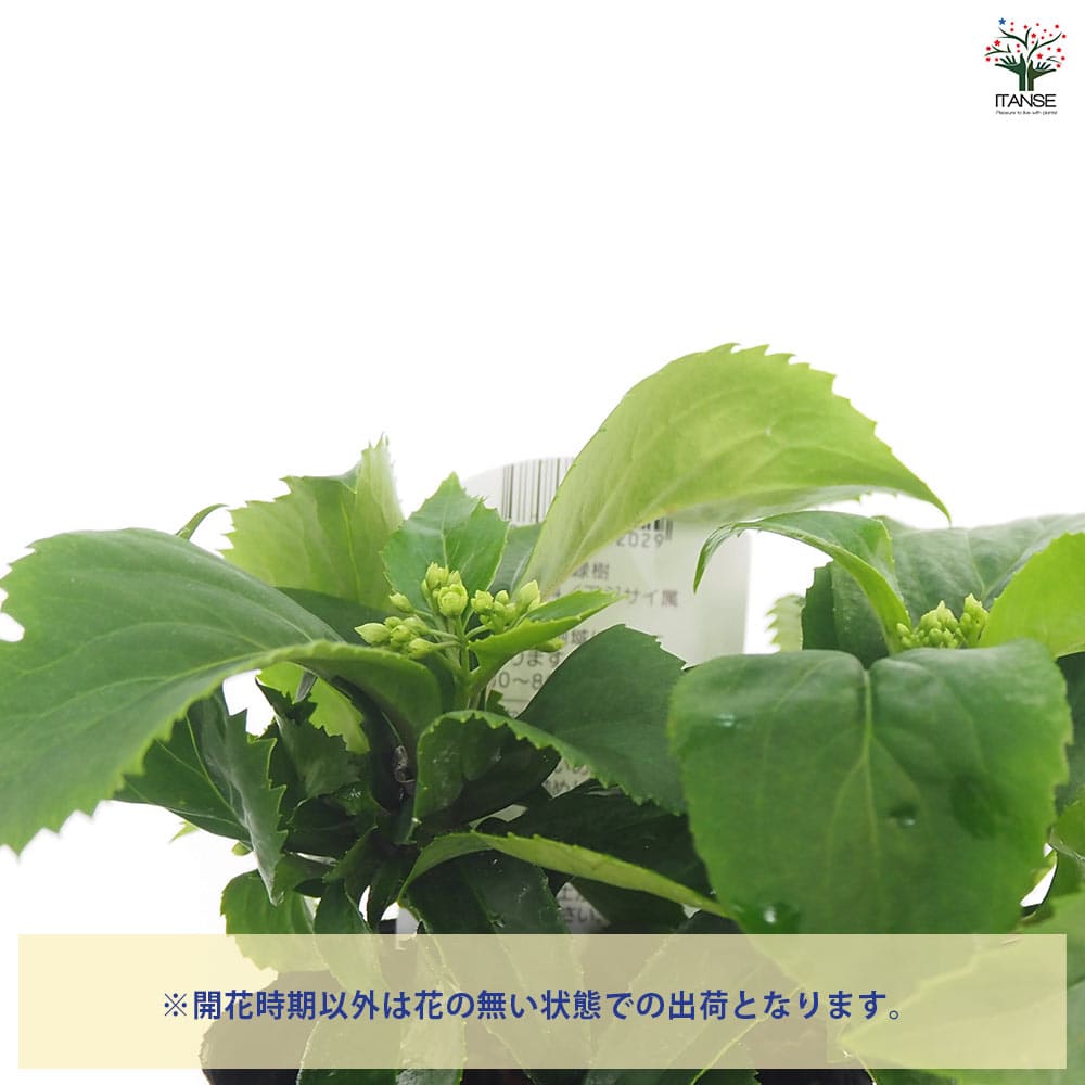 常緑アジサイ 台湾トキワアジサイ 【花木苗 3号】｜ 【植物の