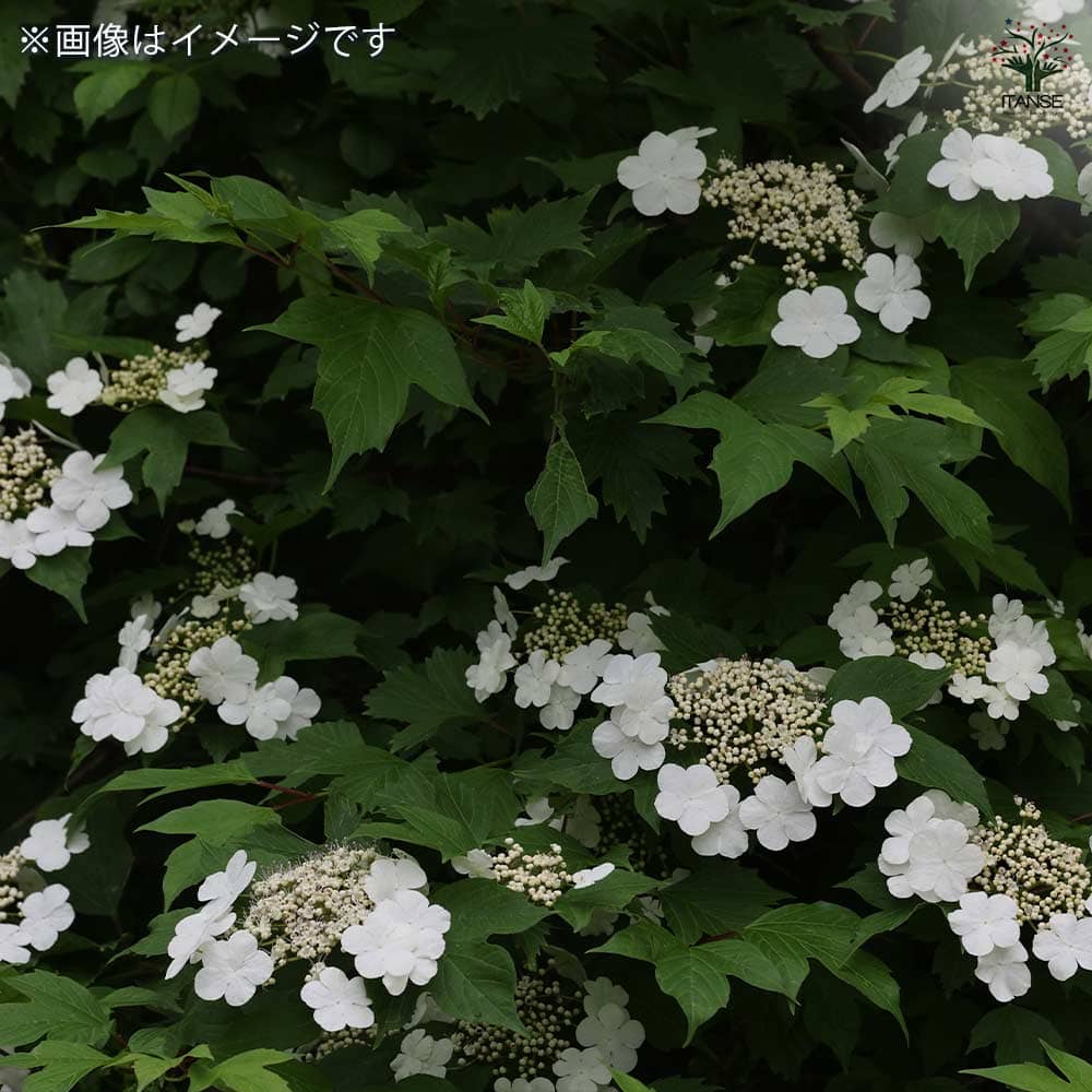 ★★あじさいタワシ★★ de2879bd651bc7dbe4a0ce7a174016