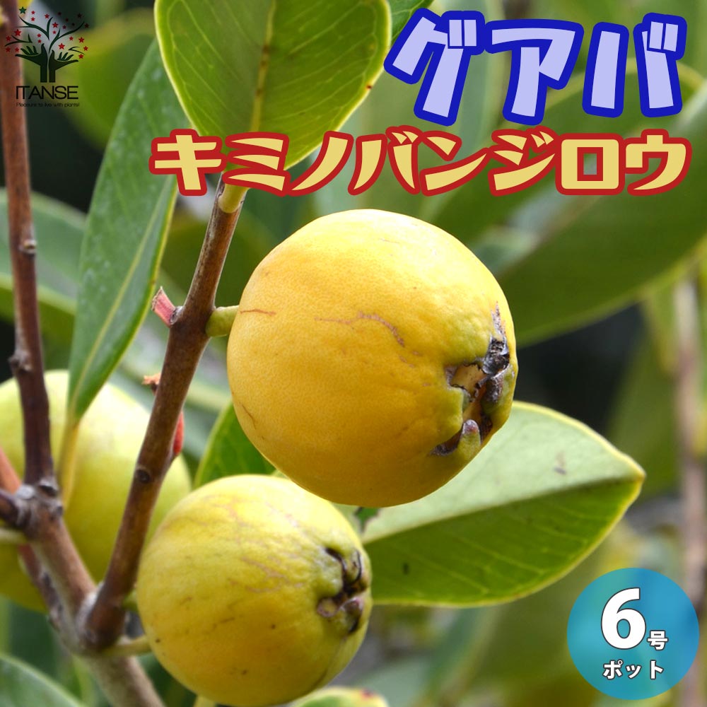 イエローストロベリーグアバの苗木 キミノバンジロウ【果樹の苗木 6号鉢 2年生 挿し木苗／1個売り】