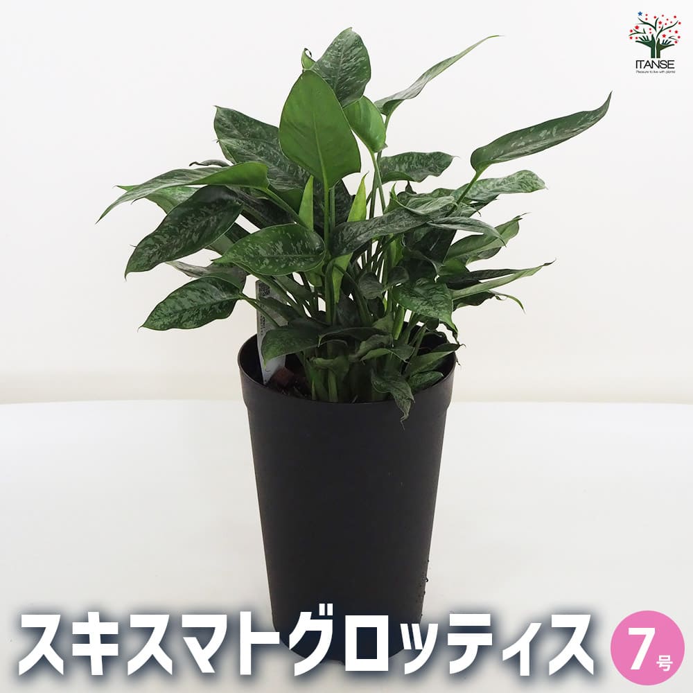 観葉植物 スキスマトグロッティス 【観葉植物 7号鉢／1個売り