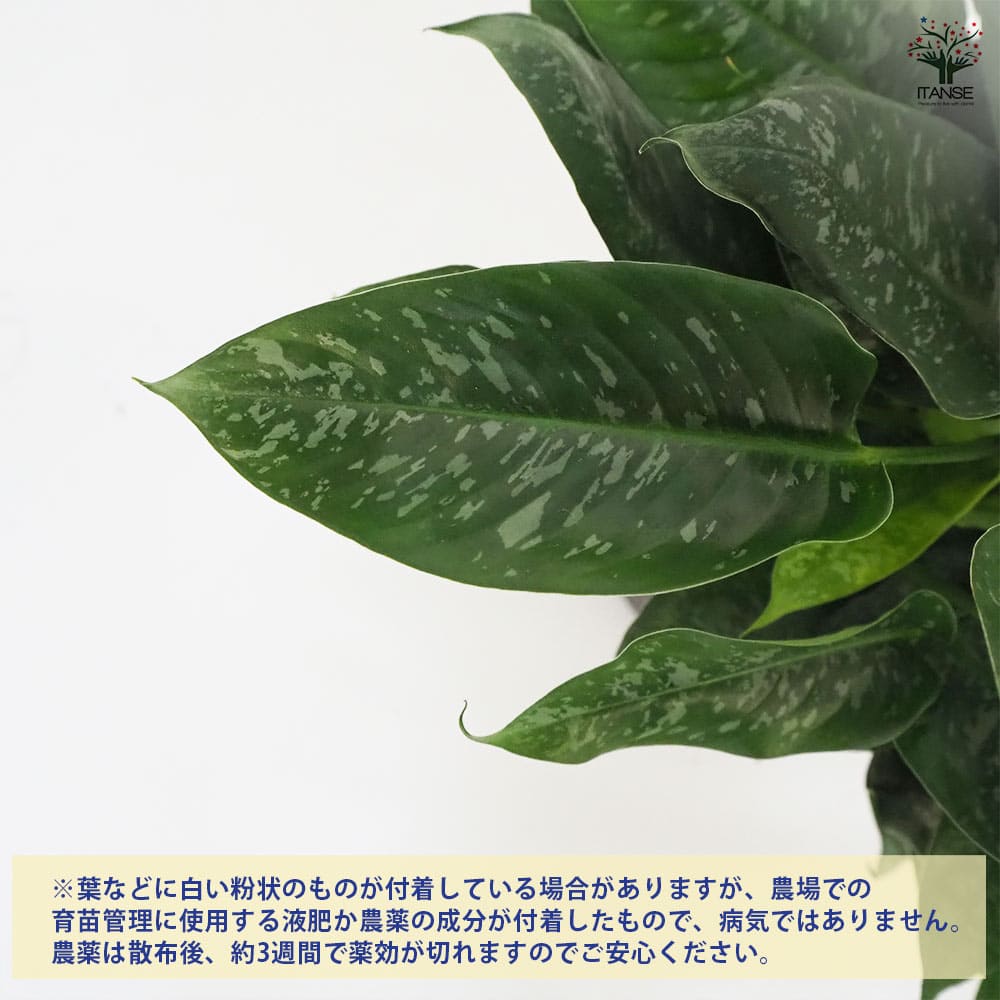 観葉植物 スキスマトグロッティス 【観葉植物 7号鉢／1個売り