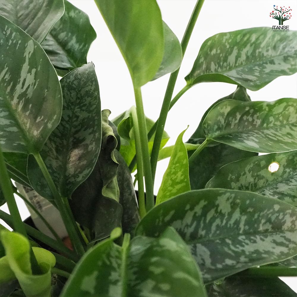 スキスマトグロッティス jade LA便 観葉植物 スキスマトグロッティス 【観葉植物 7号鉢／1個売り