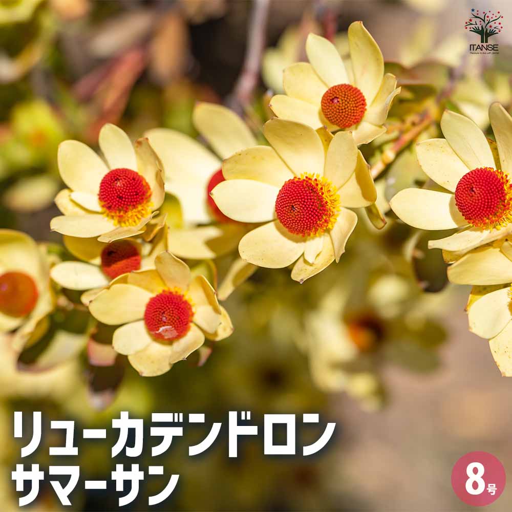 リューカデンドロン サマーサン 【花木苗 8号／1個売り】｜ 【植物の