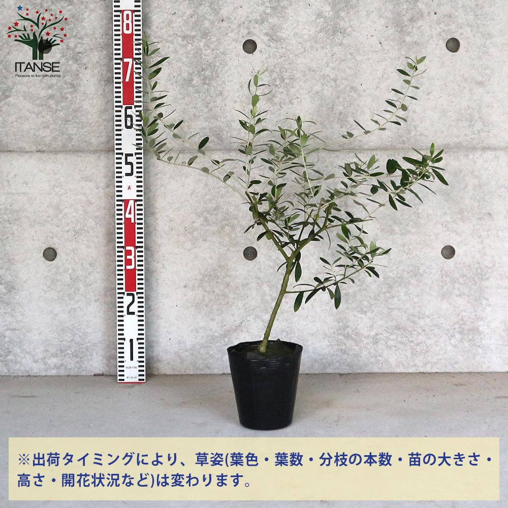 オリーブの苗木 ネバディロブランコ【果樹の苗木 5号ポット苗 2年生 挿し木苗／1個売り】