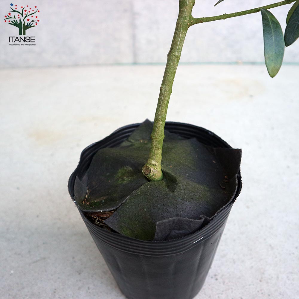 オリーブの苗木 ネバディロブランコ【果樹の苗木 5号ポット苗 2年生 挿し木苗／1個売り】