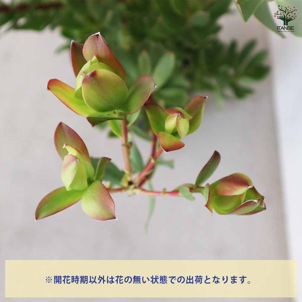 リューカデンドロン サマーサン 【花木苗 8号/1個売り】| 【植物の リューカデンドロン サマーサン 【花木苗 8号/1個売り】| 【植物の