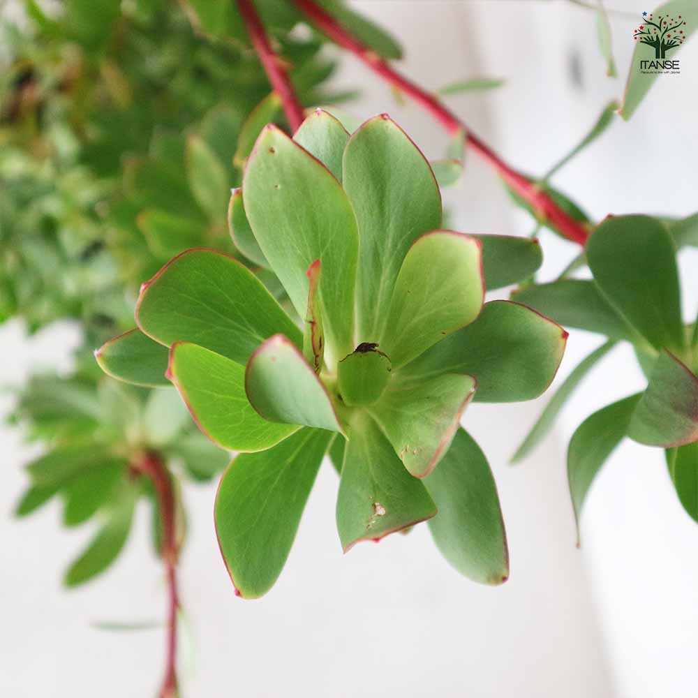 リューカデンドロン サマーサン 【花木苗 8号／1個売り】｜ 【植物の