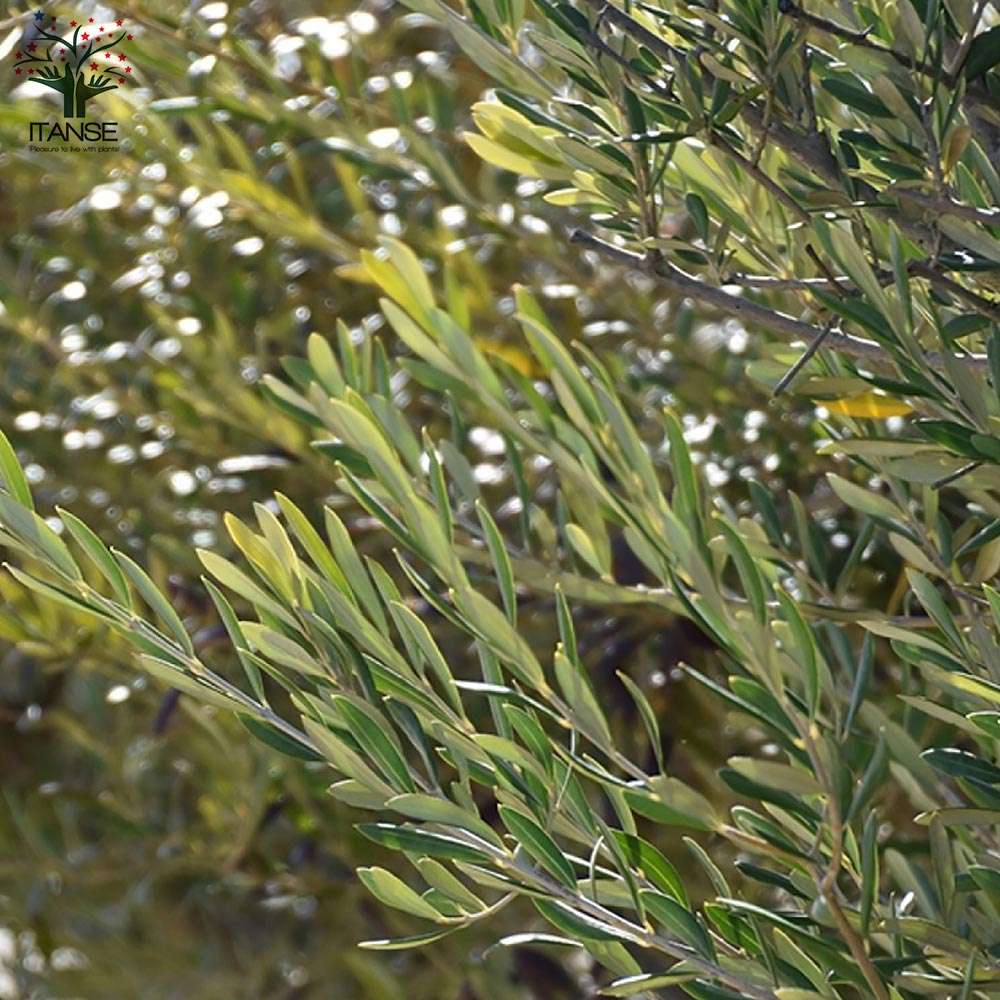 オリーブの苗木 ネバディロブランコ【果樹の苗木 5号ポット苗 2年生 挿し木苗／1個売り】