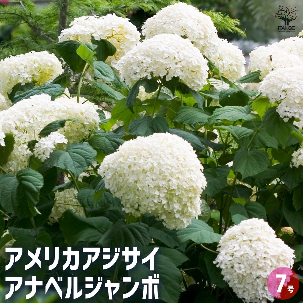 アジサイ アナベル ジャンボ 【花木苗 7号／1個売り】｜ 【植物の