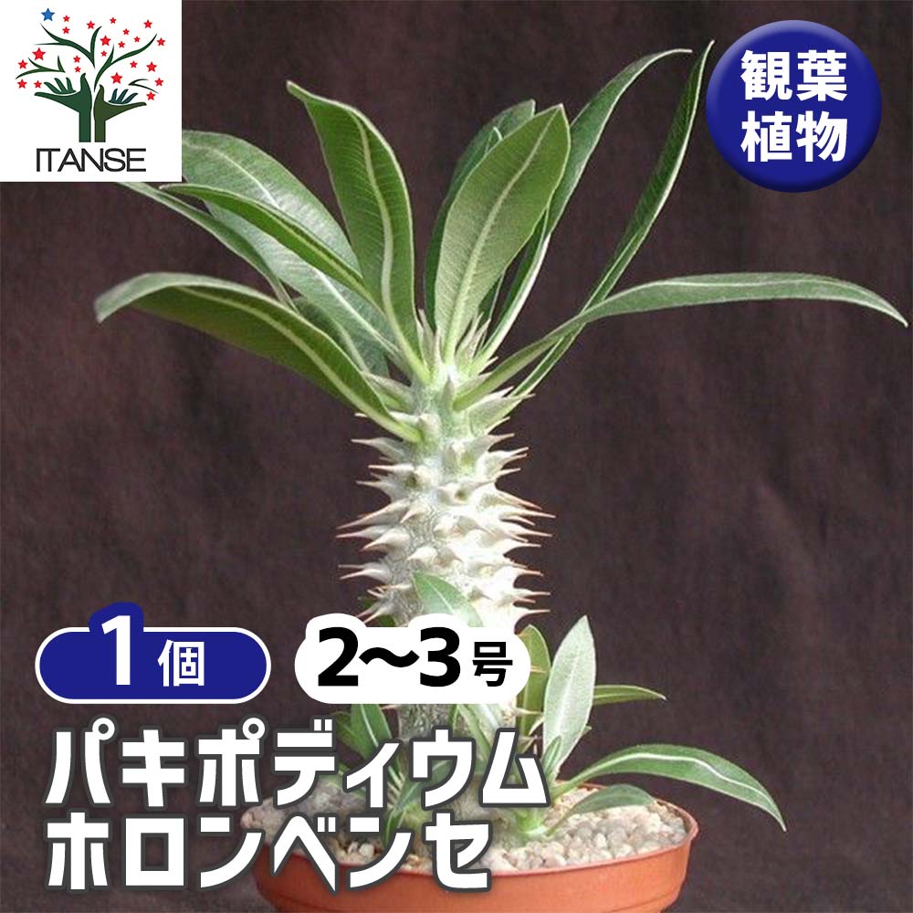 パキポディウム ホロンベンセ【観葉植物 2～3号 塊根植物・珍奇植物