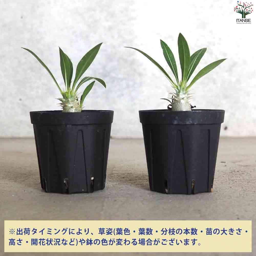 パキポディウム ホロンベンセ【観葉植物 2～3号 塊根植物・珍奇植物