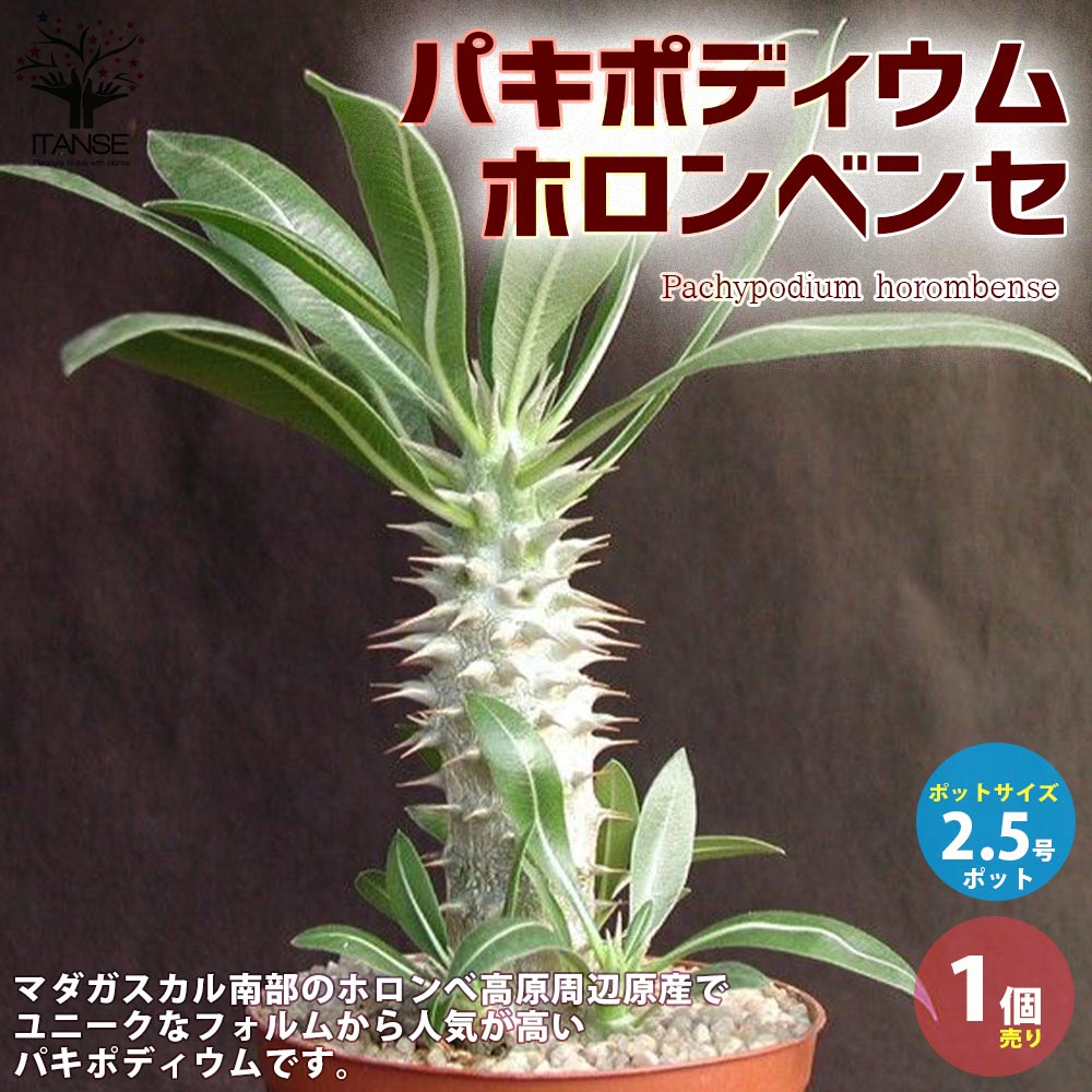 パキポディウム ホロンベンセ【観葉植物 2.5号ミニサイズ 塊根植物・珍奇植物・多肉植物／1個売り】