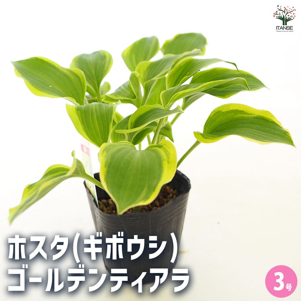 ホスタ(ギボウシ) ゴールデンティアラ 【花苗 3号】