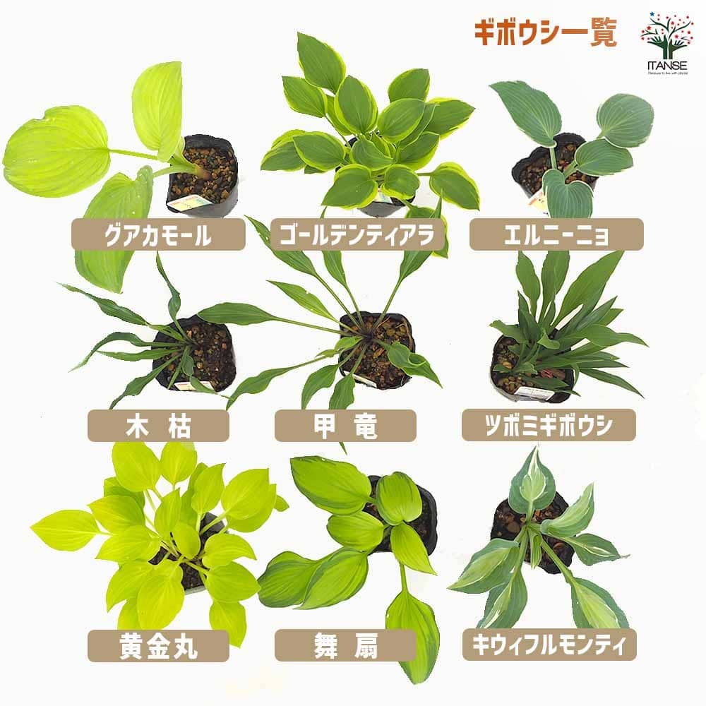 ホスタ(ギボウシ) ゴールデンティアラ 【花苗 3号】