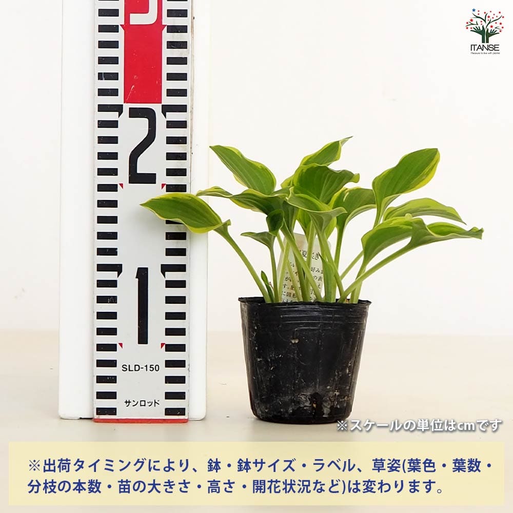 ホスタ(ギボウシ) ゴールデンティアラ 【花苗 3号】