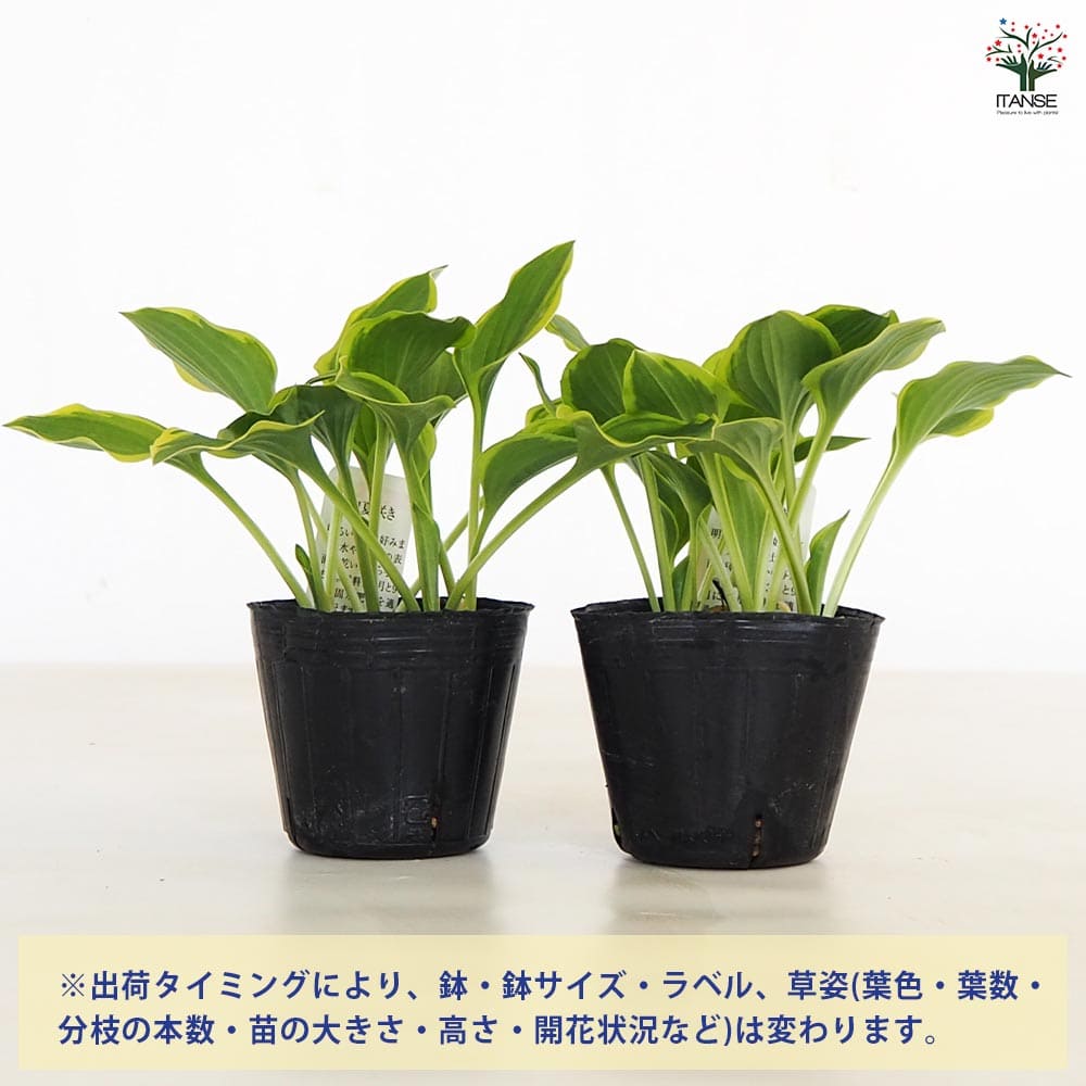 ホスタ(ギボウシ) ゴールデンティアラ 【花苗 3号】