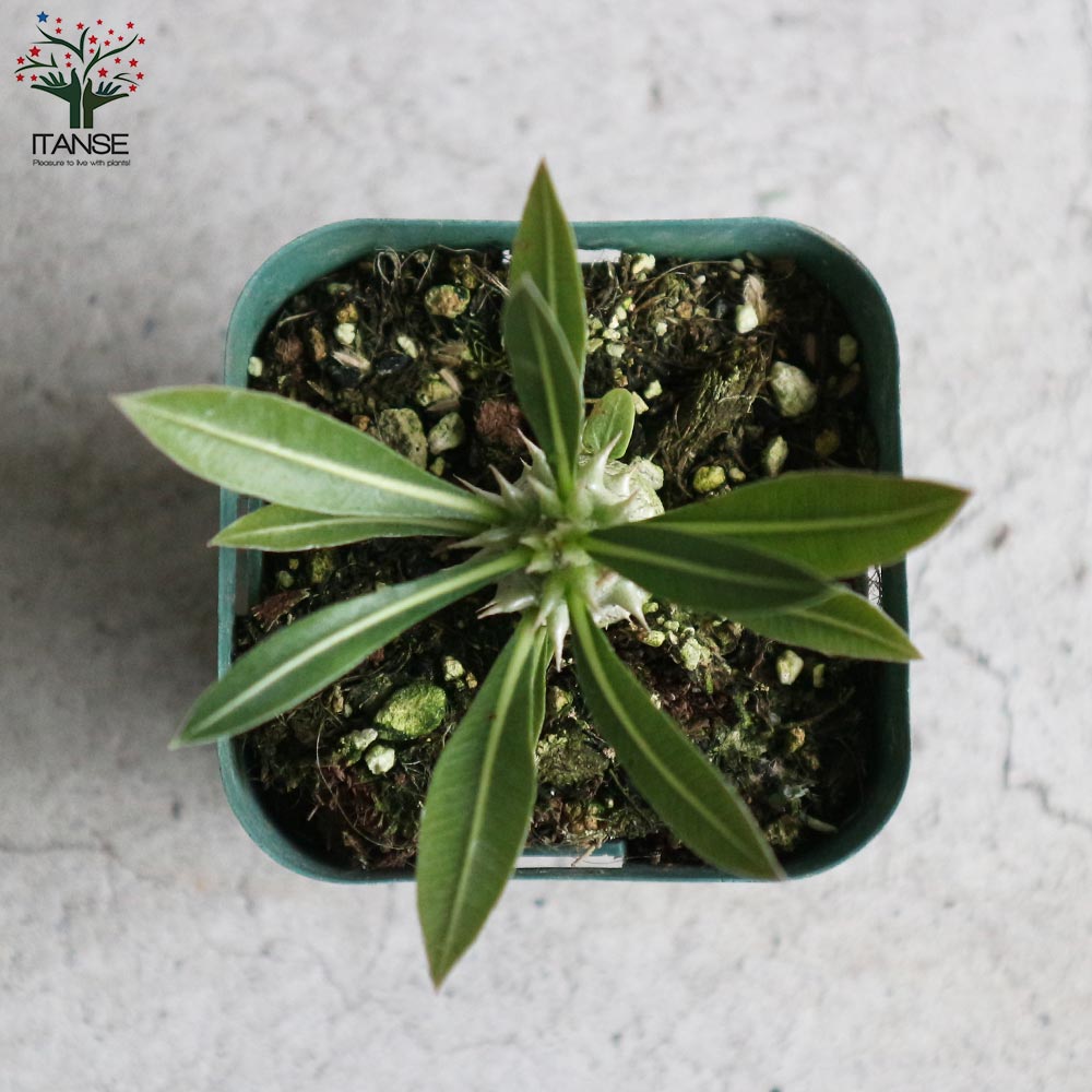現地球・発根済】パキポディウム・ホロンベンセPachypodium