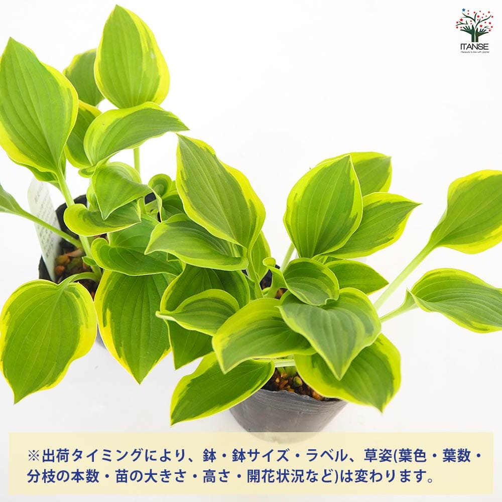 ホスタ(ギボウシ) ゴールデンティアラ 【花苗 3号】｜ 【植物の