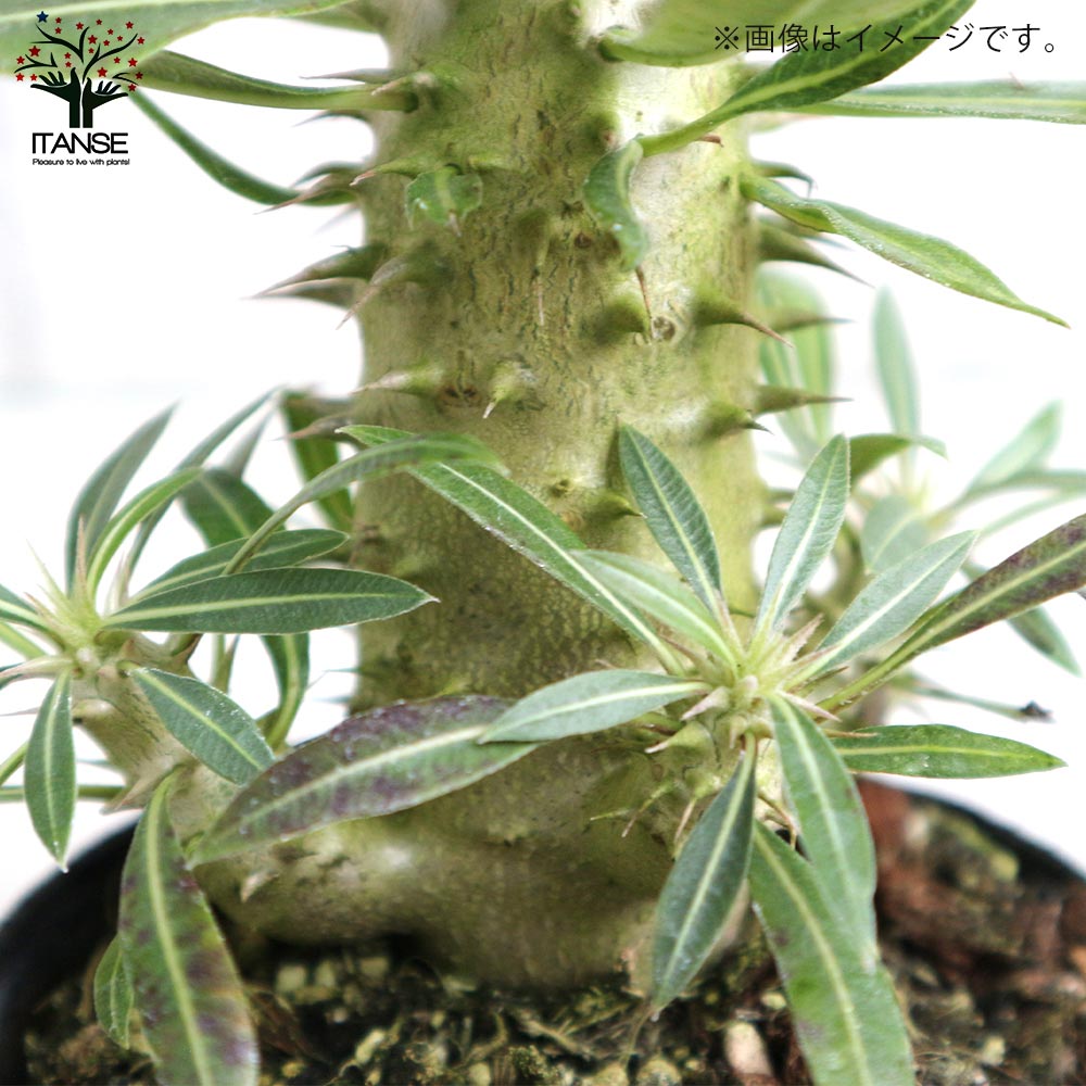 パキポディウム ホロンベンセ【観葉植物 2～3号 塊根植物・珍奇植物