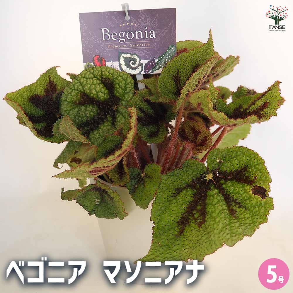 根茎性ベゴニア マソニアナ 【観葉植物 5号／1個売り】｜ 【植物の