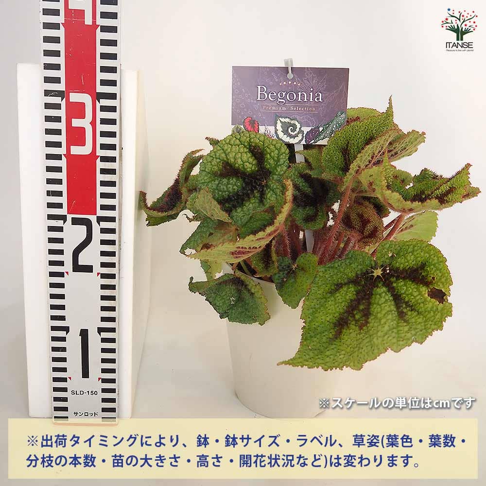 根茎性ベゴニア マソニアナ 【観葉植物 5号／1個売り】