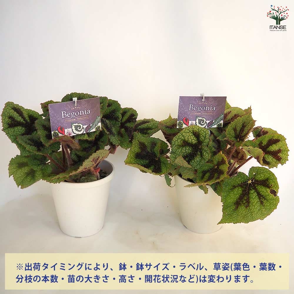 根茎性ベゴニア マソニアナ 【観葉植物 5号／1個売り】｜ 【植物の