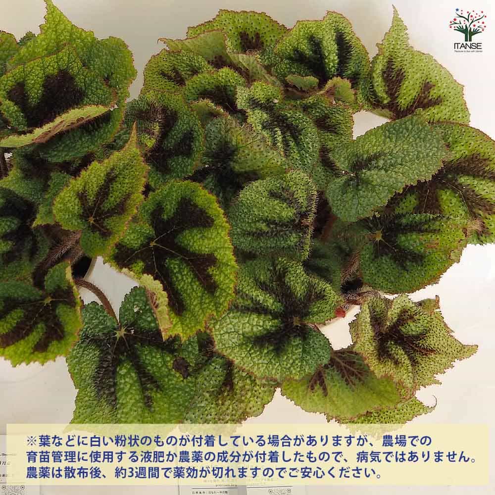 根茎性ベゴニア マソニアナ 【観葉植物 5号／1個売り】