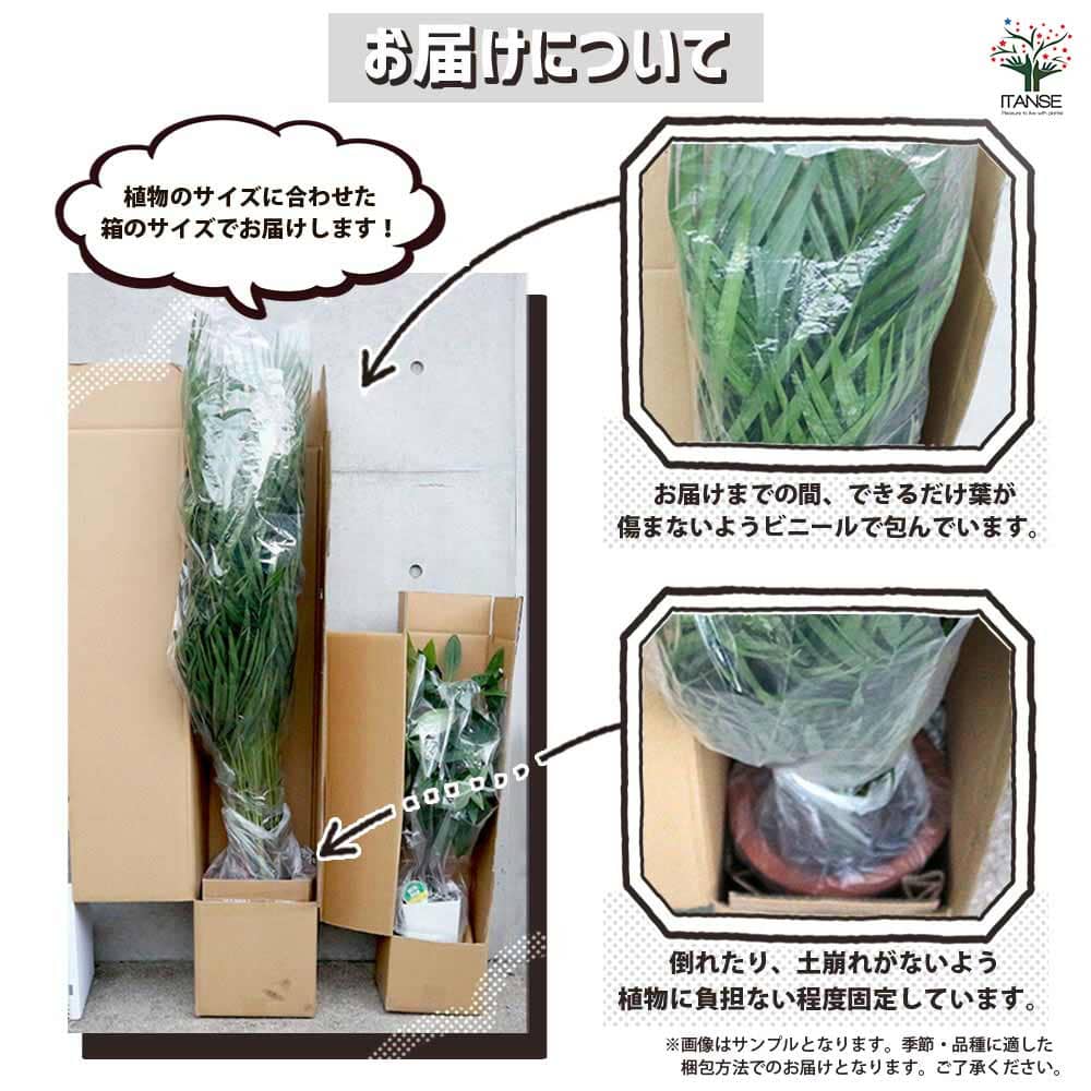 根茎性ベゴニア マソニアナ 【観葉植物 5号／1個売り】