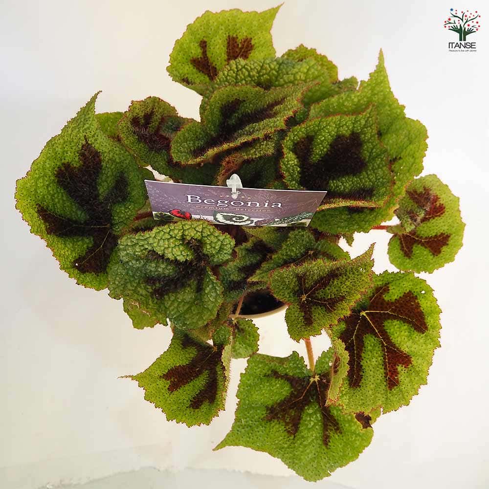 根茎性ベゴニア マソニアナ 【観葉植物 5号／1個売り】