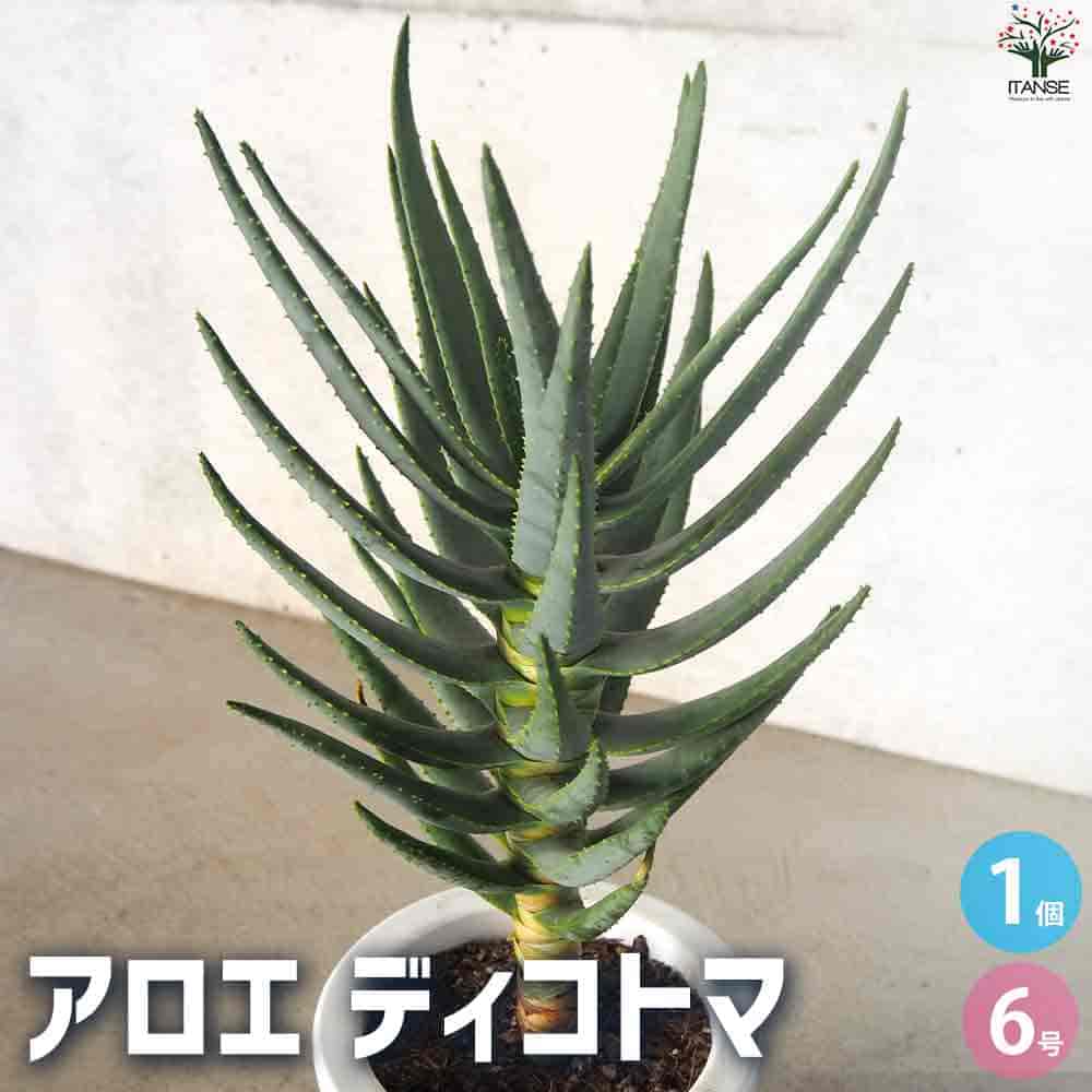 現品　アロエ　ディコトマ　12番　幹上がり　根上がり　希少　観葉植物　多肉植物 現品 アロエ ディコトマ 12番 幹上がり 根上がり 希少 観葉植物