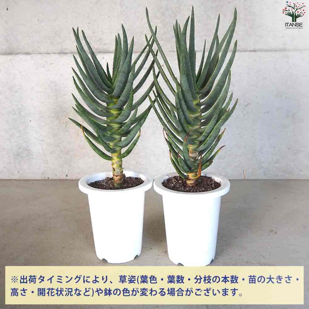 アロエ ディコトマ 【多肉植物 6号／1個売り】｜ 【植物のITANSE