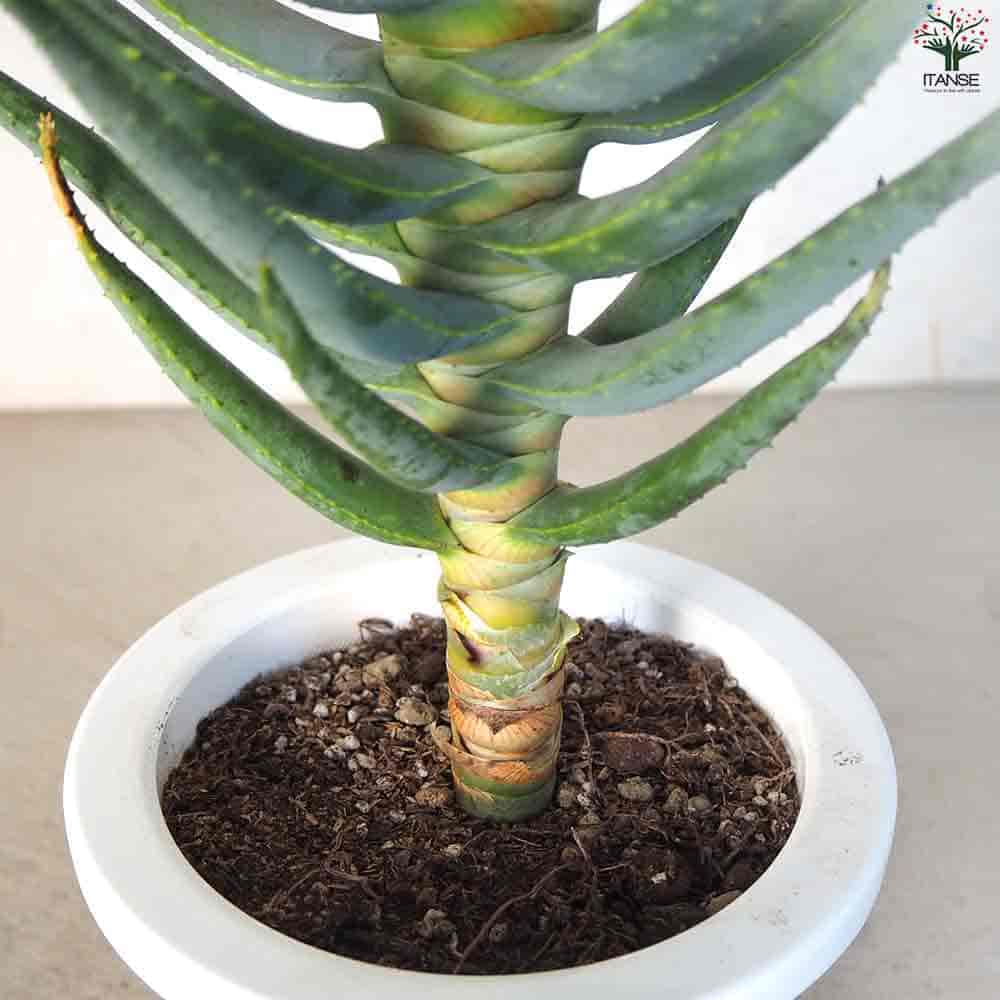 アロエ ディコトマ アロエ：ディコトマ（1本立ち）5.5号ロング の通販 | 園芸ネット