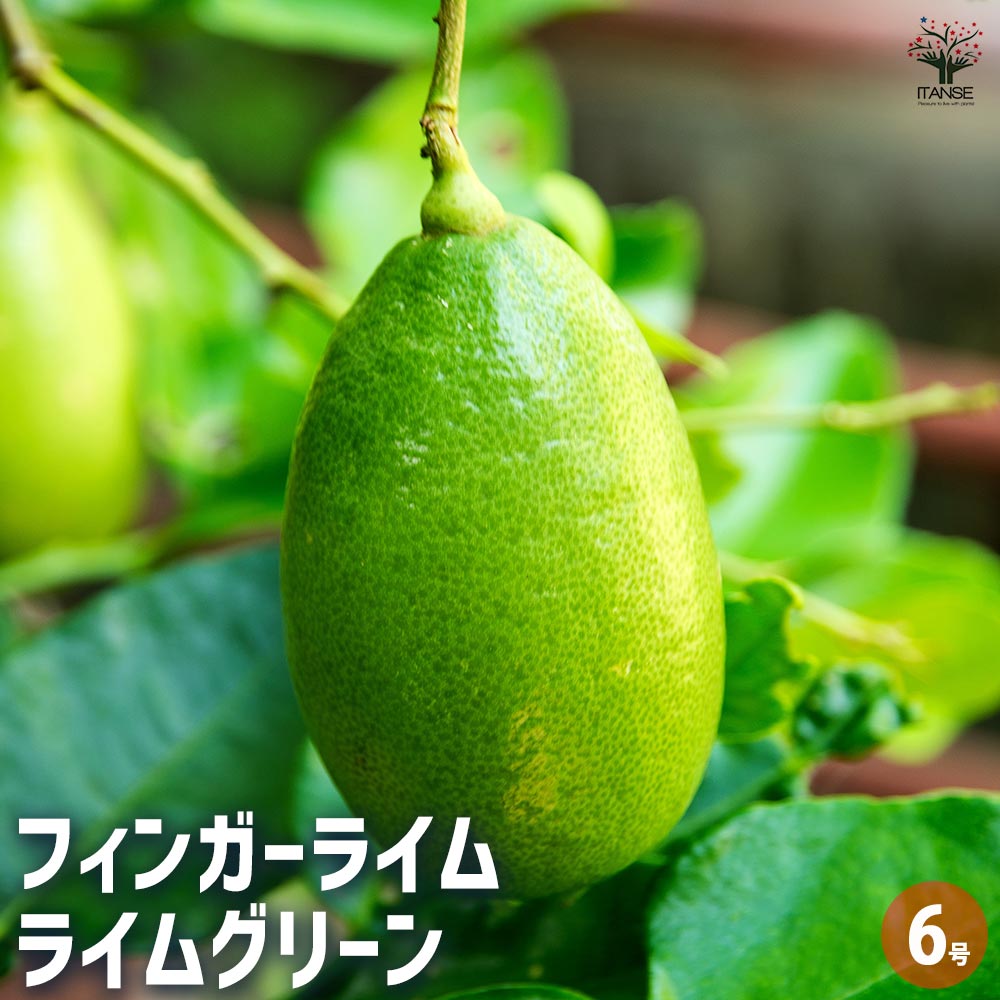 フィンガーライム ライムグリーン 【果樹の苗木 6号／1個売り