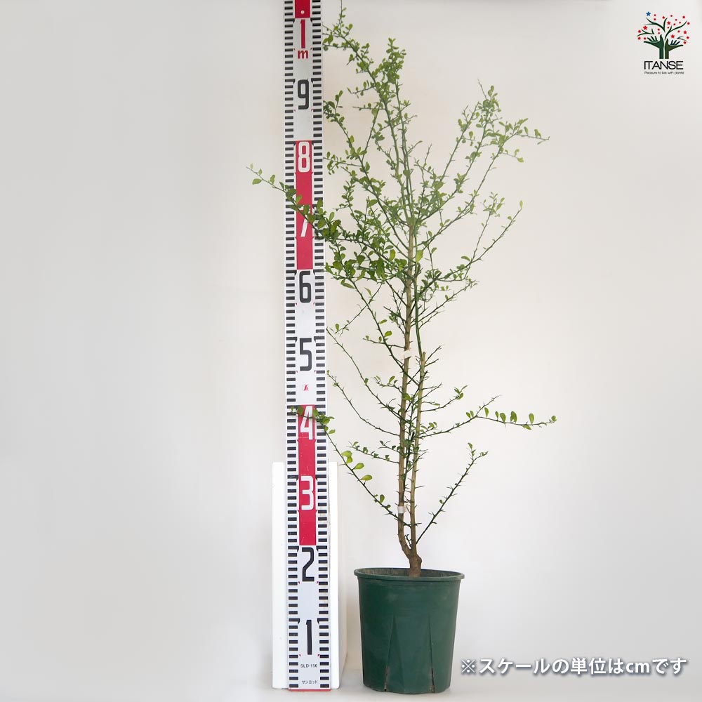 フィンガーライム ライムグリーン 【果樹の苗木 6号／1個売り】