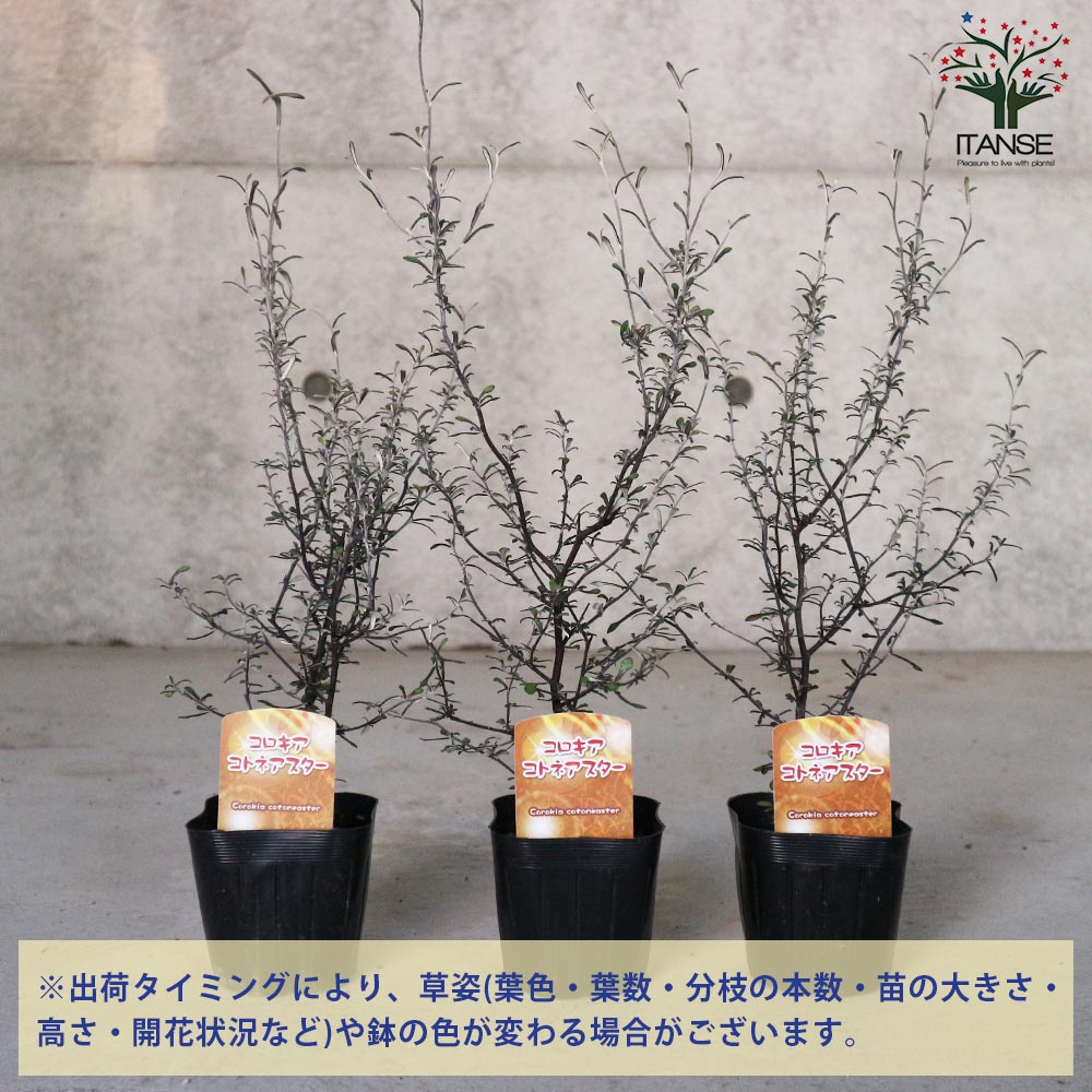 【確認用】　コロキア・コトネアスター 楽天市場】コロキア・コトネアスター5号硬質ポット屋外植物 玄関 庭