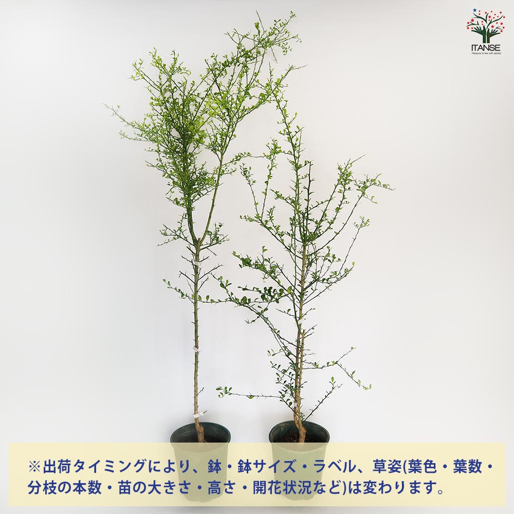 ☆　ruiさま専用　フィンガーライム苗木セット　☆ 楽天市場】【現品発送】 フィンガーライム ピンク 接ぎ木苗 特大