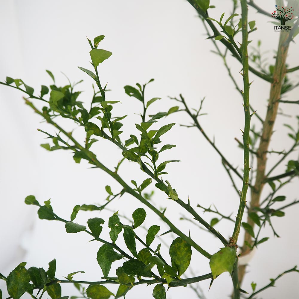 フィンガーライム ライムグリーン 【果樹の苗木 6号／1個売り】