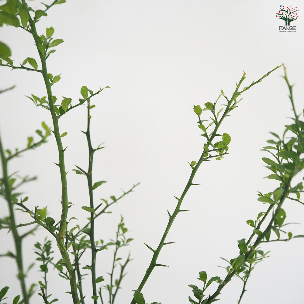 フィンガーライム ライムグリーン 【果樹の苗木 6号／1個売り】