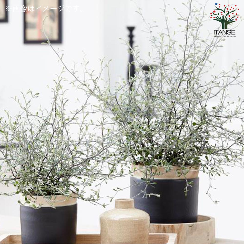 【確認用】　コロキア・コトネアスター コロキア・コトネアスター 【庭木 9cmポット 庭園庭木／1個売り