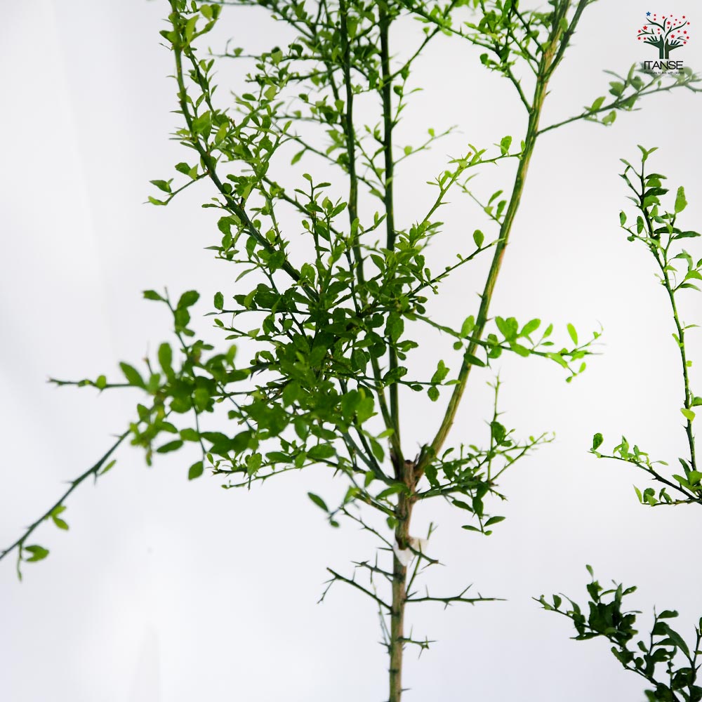 フィンガーライム ライムグリーン 【果樹の苗木 6号／1個売り】