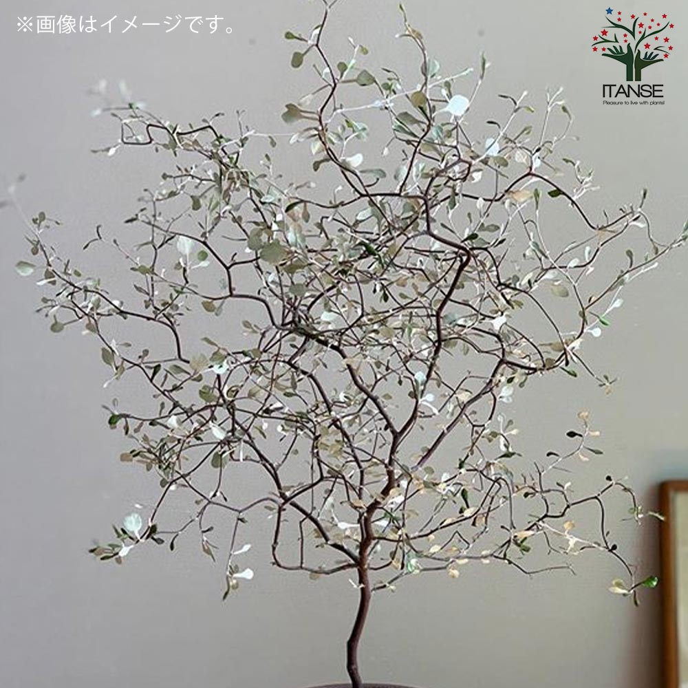 【確認用】　コロキア・コトネアスター 楽天市場】コロキア・コトネアスター5号硬質ポット屋外植物 玄関 庭