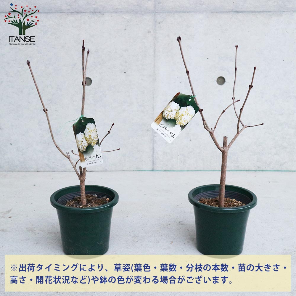 ビバーナム・スノーボール 【庭木 5号鉢 Sサイズ／1個売り】｜ 【植物