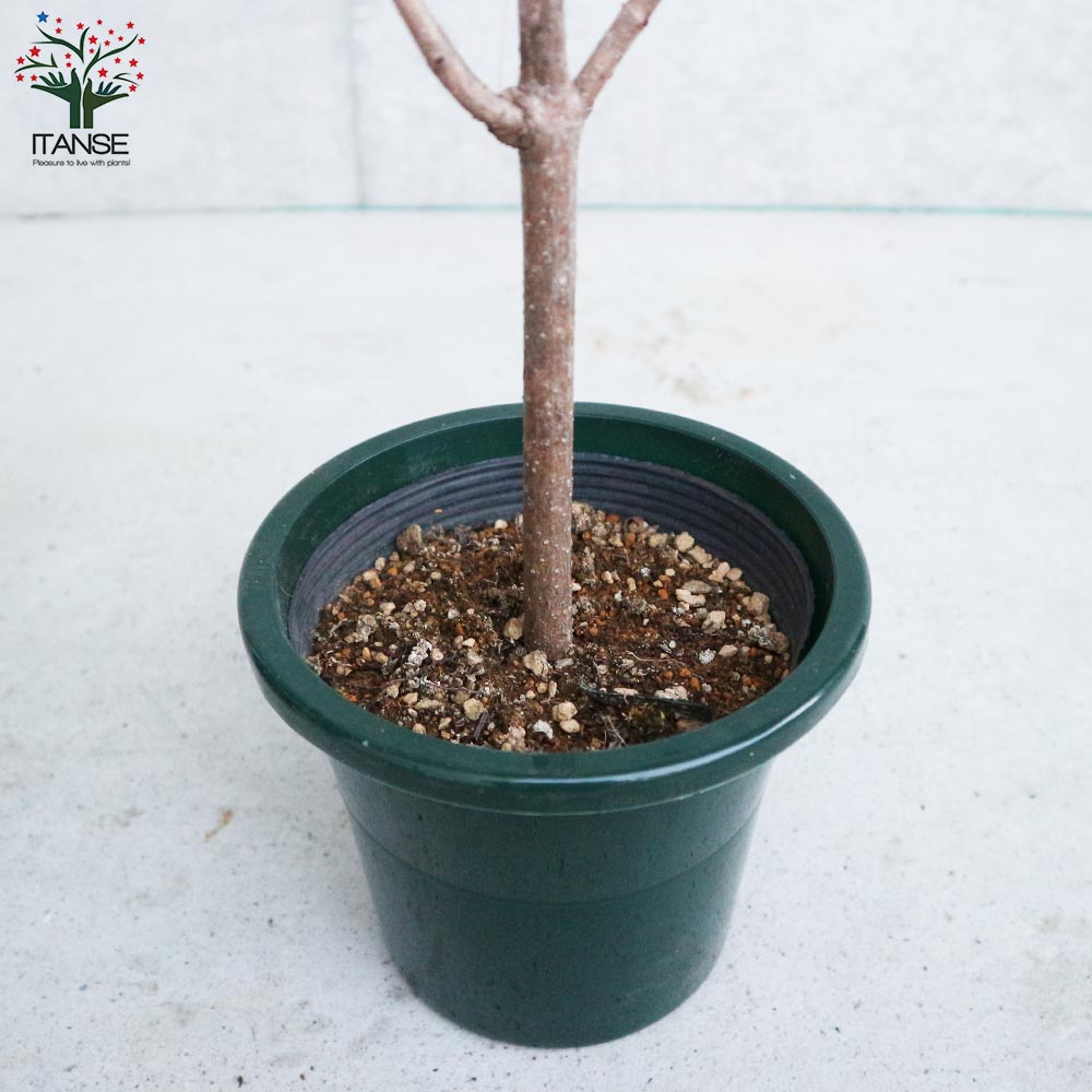 ビバーナム・スノーボール 【庭木 5号鉢 Sサイズ／1個売り】｜ 【植物