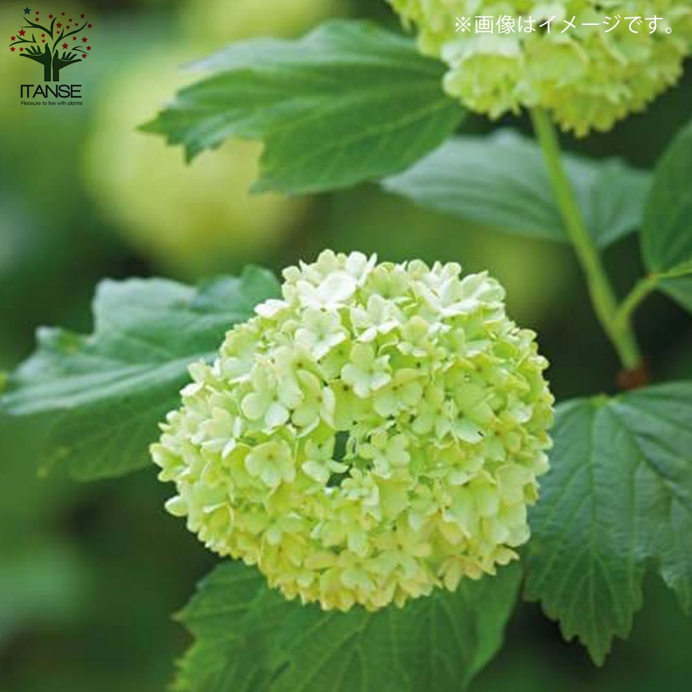 ビバーナム・スノーボール 【庭木 5号鉢 Sサイズ／1個売り】｜ 【植物