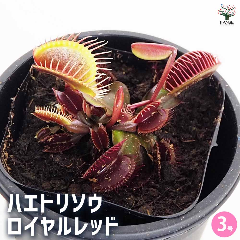 食虫植物 ハエ取り草 ロイヤルレッド 【観葉植物 3号/1個売り】
