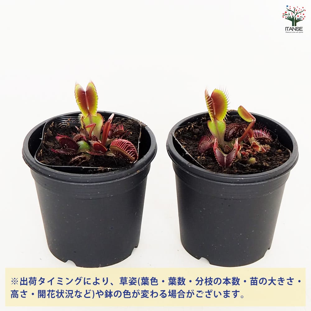 食虫植物 ハエ取り草 ロイヤルレッド 【観葉植物 3号/1個売り】