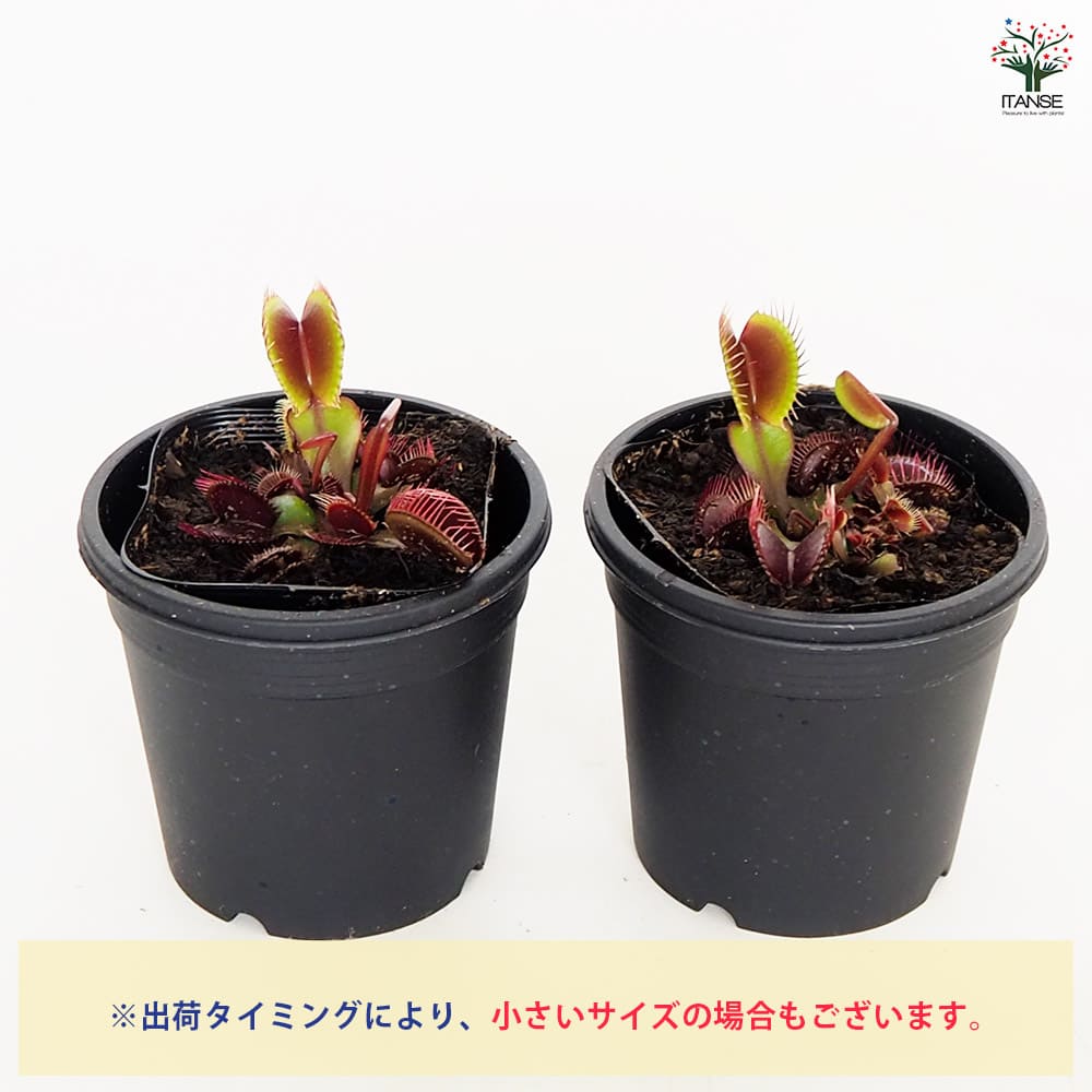 食虫植物 ハエ取り草 ロイヤルレッド 【観葉植物 3号/1個売り】